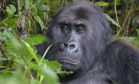 Drastische afname Grauer gorilla’s