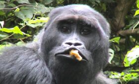 Gorilla’s gebruiken een speciaal geluid om aandacht te trekken van hun verzorgers