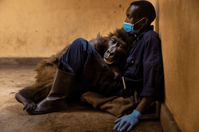 Ndakasi – Een bijzondere gorilla is niet meer