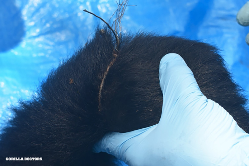 Gorilla Doctors bevrijden berggorilla van valstrik