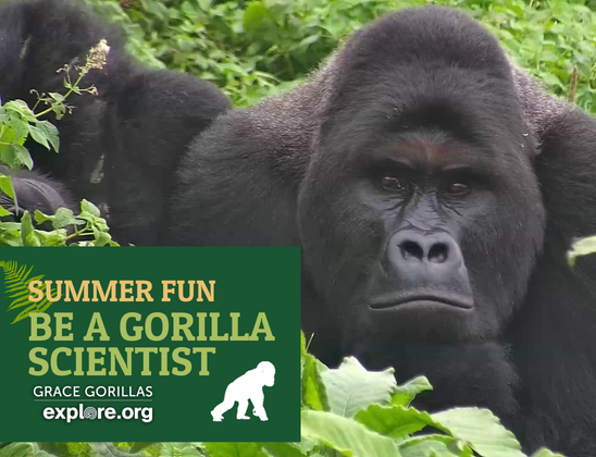 Observeer gorilla’s vanuit je eigen stoel