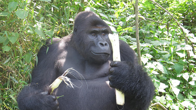 Zingende gorilla’s bij GRACE
