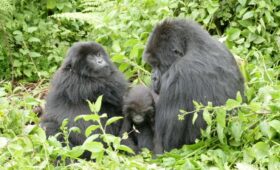 Hoe gaan gorilla’s om met tegenslag?