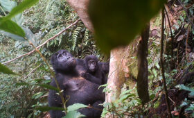 Hoopvolle beelden van Grauer gorilla’s met baby’s