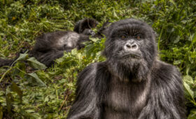 DNA bewijs voor een uitgestorven gorilla populatie