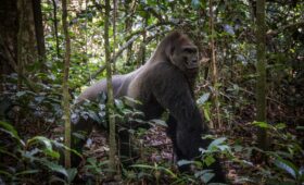 RIP Kingo. Een iconische gorilla overleden door ouderdom