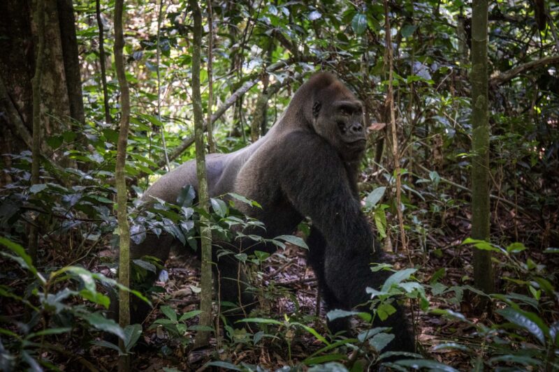 RIP Kingo. Een iconische gorilla overleden door ouderdom