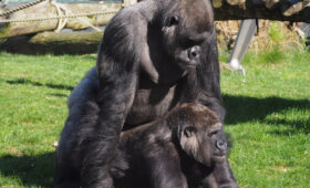 Gorilla genen en onvruchtbaarheid bij de mens