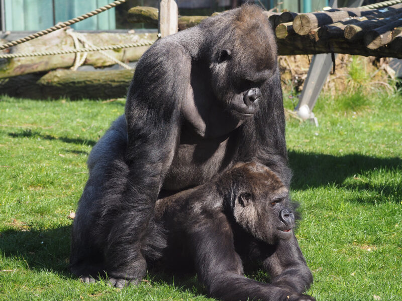 Gorilla genen en onvruchtbaarheid bij de mens